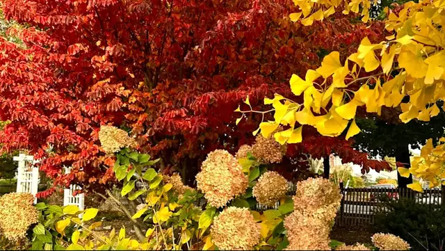 Video thumbnail for Fall foliage outlook 2026: More color than last year, but will it be worth a road trip?