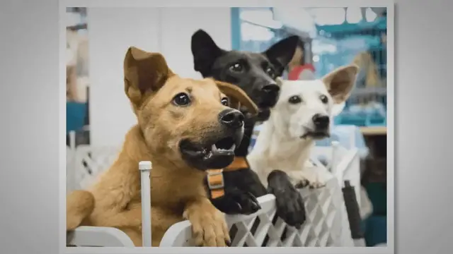 'Video thumbnail for The Benefits of Adopting a Shelter Dog -'