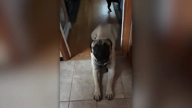 Video thumbnail for Bullmastiff Smothers US Soldier With Kisses On Return Home | Happily TV