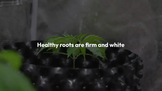 Video thumbnail for Spider Plant Root Rot Solutions