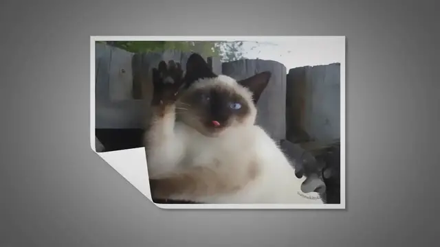 Video thumbnail for Do Siamese Cats Cry?