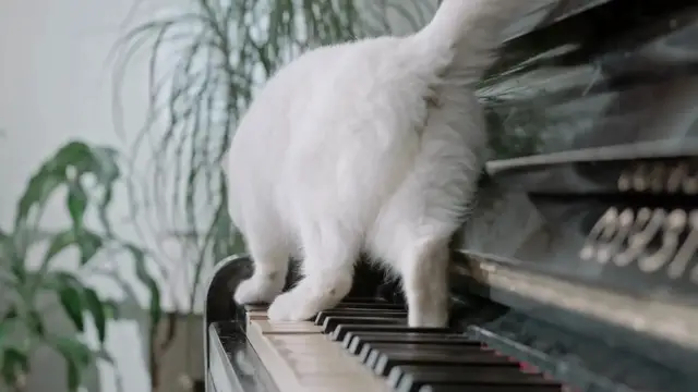 Video thumbnail for How_do_cats_recognize_other_cats_from_their_own_family