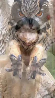 'Video thumbnail for حلم البومه تفسير رؤيه البومه'