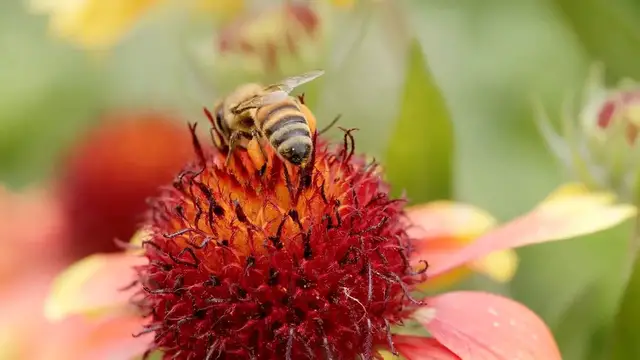 Video thumbnail for Planting Sunflowers for Beginners