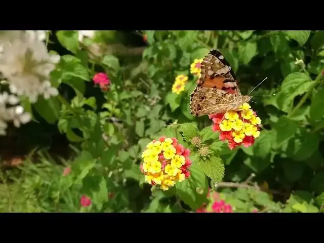 Video thumbnail for Butterflies, Nature