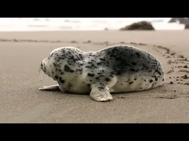 Video thumbnail for SUNSET AT THE SEA