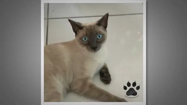 Video thumbnail for What Do Siamese Cats Love?