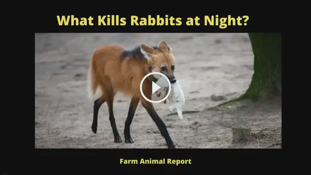 Video thumbnail for 17 Predators: What Kills Rabbits at Night