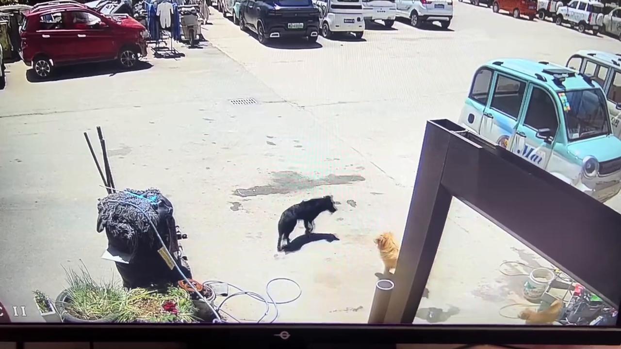 Video thumbnail for China: Chinese cats chase away small black dog.