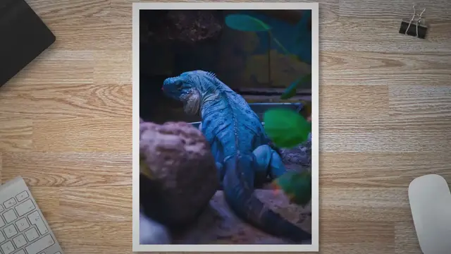 Video thumbnail for Reptile Tank Sizes: A Comprehensive Guide