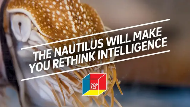 'Video thumbnail for The nautilus will make you rethink intelligence'