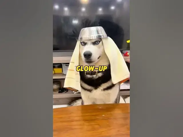 'Video thumbnail for Husky’s Spa Day Turns Into Comedy Gold 😂#funny #viralvideos #emotionalmoments #humor #humour'