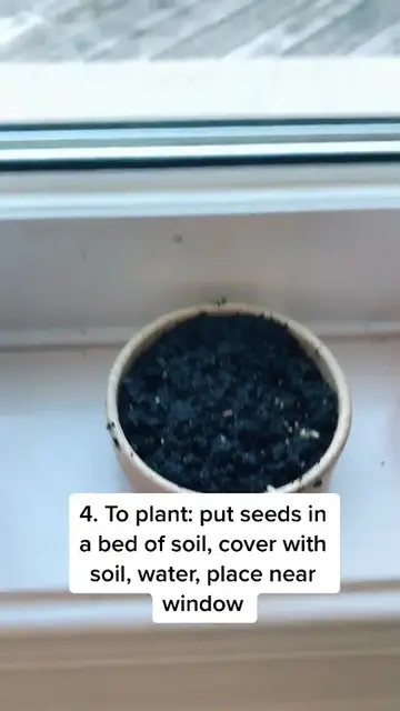 Video thumbnail for How to grow raspberries in 5 steps!
