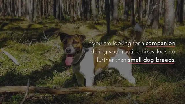 Video thumbnail for 10 best small dogs for hiking