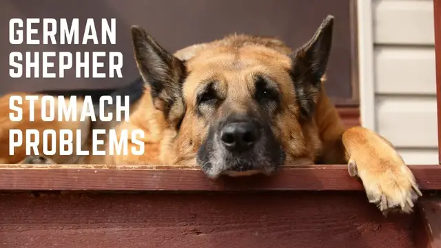 'Video thumbnail for German Shepherd Stomach Problems'