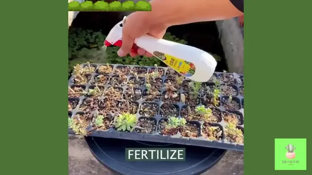 Video thumbnail for How to Propagate Succulents Fast & Easy