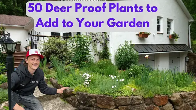 Video thumbnail for 50 DEER RESISTANT Plants for a Deer Proof Garden & What Plants to Avoid