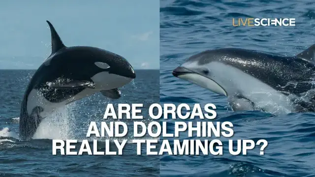 Video thumbnail for Killer whales are teaming up with dolphins on salmon hunts, study finds — but not everyone agrees