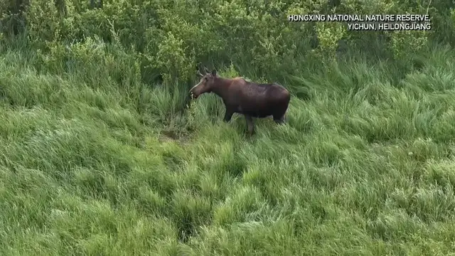 Video thumbnail for China: Rare moose captured on camera in Heilongjiang wetland.