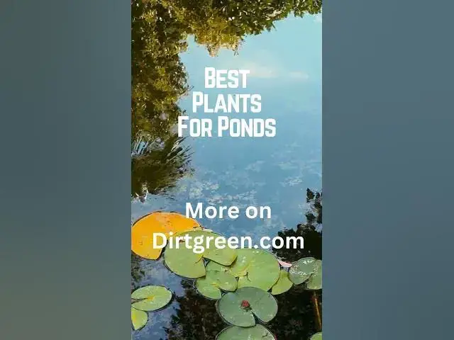 Video thumbnail for Best Plants For Ponds