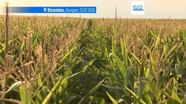 Video thumbnail for Hungary opens fairy tale themed 4.5-hectare corn maze for visitors to explore