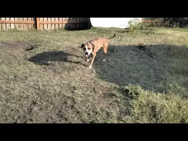 Video thumbnail for AKS "LITTLE BOOTS"