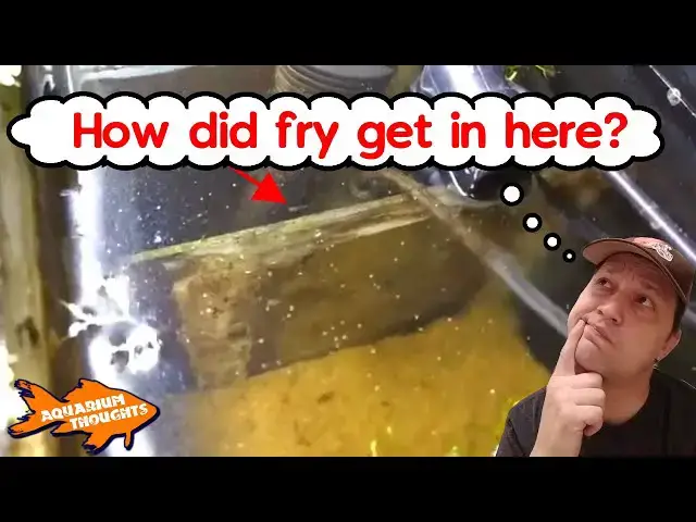 Video thumbnail for Surprise Fry in a unlikely place in my Aquarium...