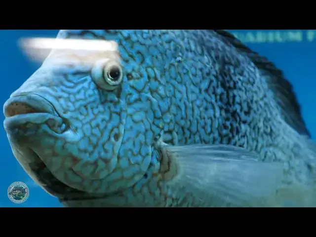 Video thumbnail for LFS Fish Close-up and personal tour - Aquarium Fish Depot