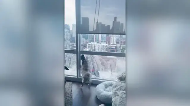 Video thumbnail for Dog Plays With Window Cleaner 22 Stories High | Happily TV
