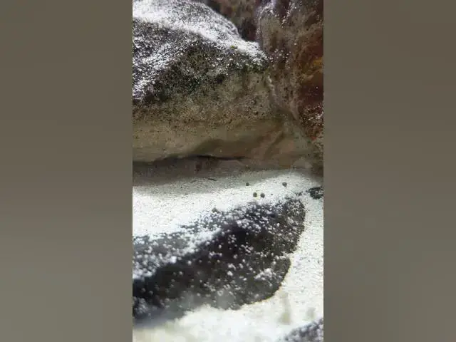 Video thumbnail for First Fry I have found in my Mbuna Tank. No clue what it is. #shorts