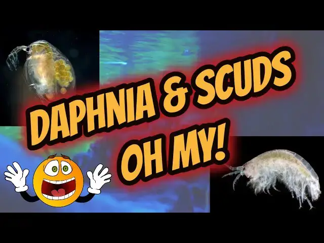 Video thumbnail for My Scuds and Daphnia Culture