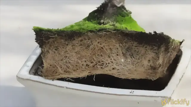 'Video thumbnail for How Do You Know When Your Bonsai Needs Repotting: Key Signs!'