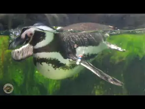 Video thumbnail for Aquarium of the Pacific (Long Beach, Ca) Through The Eyes of Kids