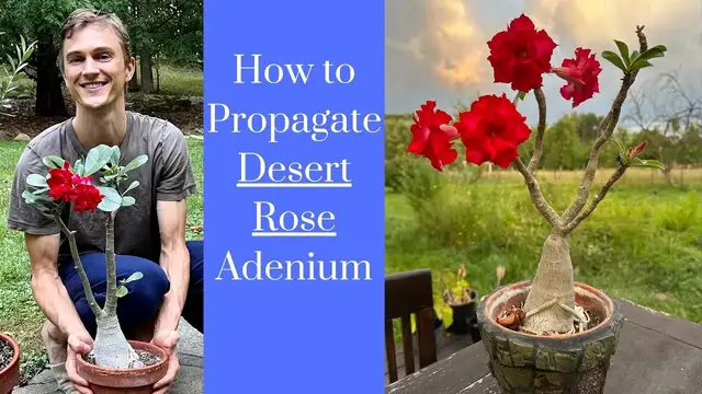 Video thumbnail for DESERT ROSE ADENIUM - Propagation Tutorial - Complete Instructions Taking Cuttings & Rooting