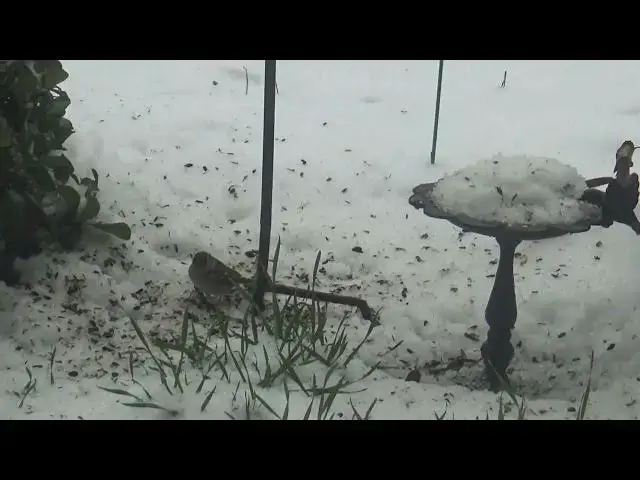 'Video thumbnail for Birds Enjoy Feeders on Snowy Day'