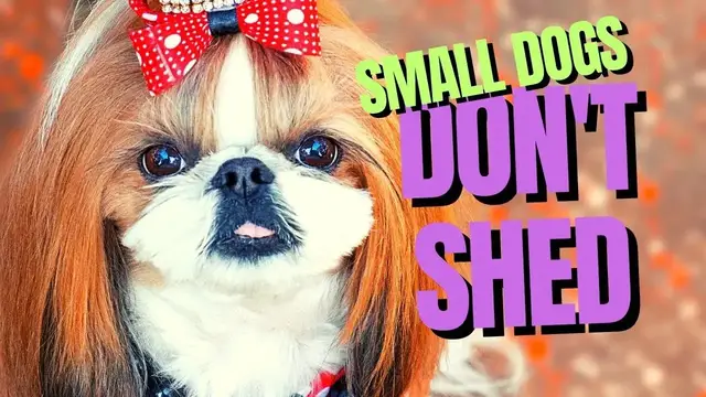 'Video thumbnail for 10 Small Dog Breeds That Don't Shed - Your Guide to Low Maintenance Pets'