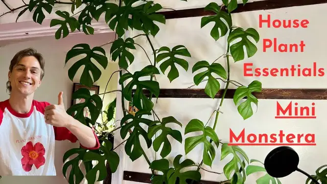 Video thumbnail for Grow Your MINI MONSTERA Plants like a Pro - How to Grow Rhaphidophora Successfully