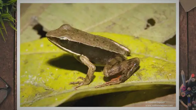 Video thumbnail for What Do Frogs Eat as Pets? A Comprehensive Guide