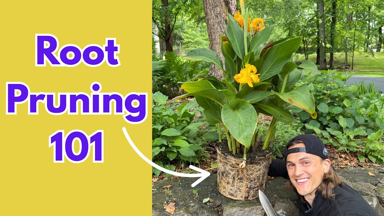 Video thumbnail for ROOT PRUNING Tutorial - How to Do it Correctly & Why it is Beneficial