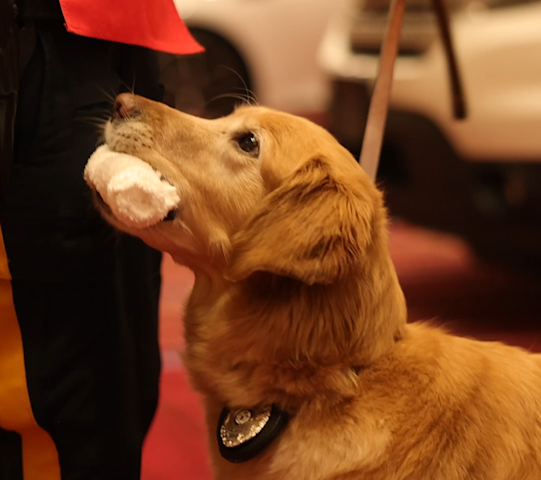 Video thumbnail for Stockton K-9 team wins national title in Atlantic City