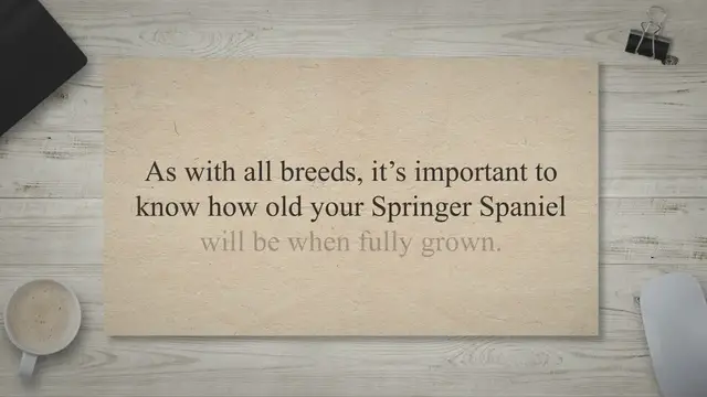 Video thumbnail for How Old is a Springer Spaniel When Fully Grown? A Comprehensive Guide