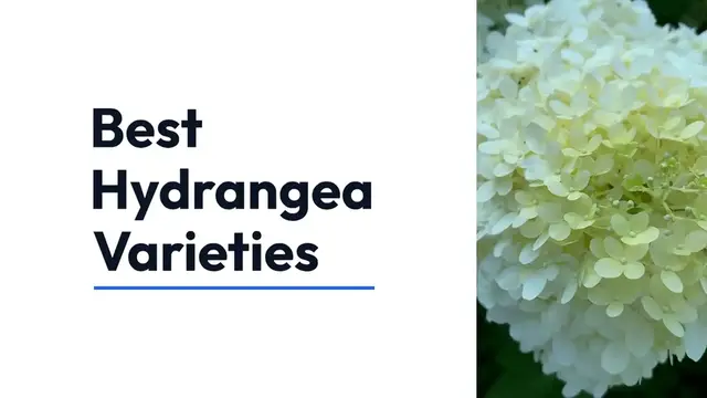 Video thumbnail for Best Hydrangea Varieties