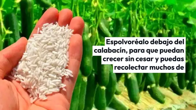 'Video thumbnail for Espolvoréalo debajo del calabacín, crecerán sin cesar: recolectarás muchos de ellos'