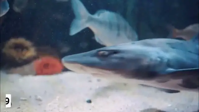 Video thumbnail for 20 Underwater | Sea Life Video