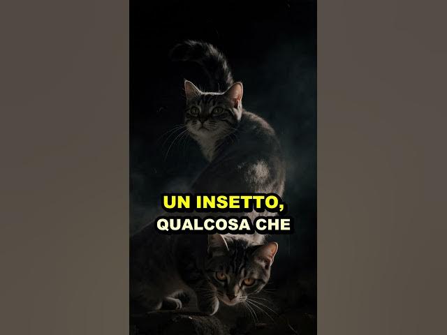 Video thumbnail for Perché i gatti fissano il vuoto? La verità è inquietante