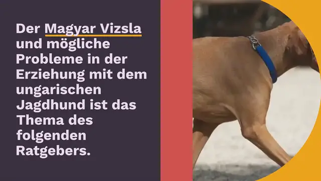 Video thumbnail for Magyar Vizsla: Probleme, Erziehung & Erfahrungen (Ratgeber)