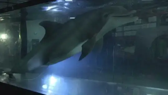 Video thumbnail for A closer look: Edge Innovations robot dolphin vs real dolphin