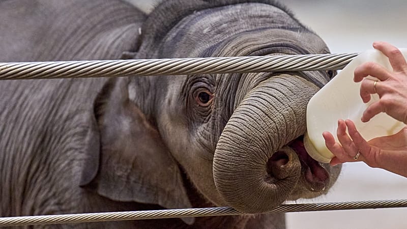 Video thumbnail for Nigeria: Rescued orphaned elephant highlights conservation fight