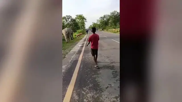 Video thumbnail for India: Wild elephant rams tea-loaded tractor on highway, driver escapes.