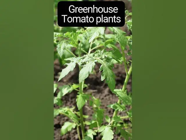 'Video thumbnail for Growing Tomatoes in Greenhouse  #food #tomatoplant #tomatoe #outdoors'